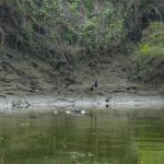 2024-10 - Népal - J11 - Parc National de Chitwan - 064